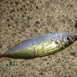 新規ポイントで